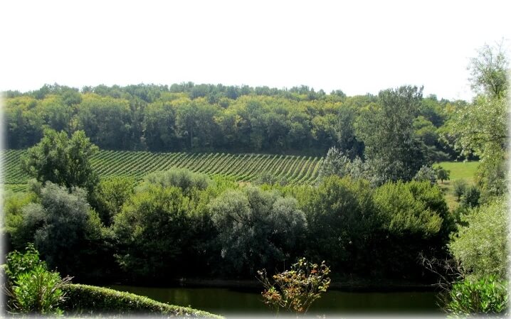 Vignoble de Bergerac sur les rives de la Dordogne