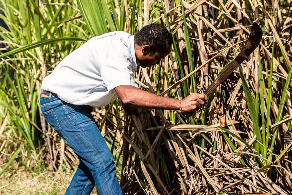 comment rhum vieux agricole