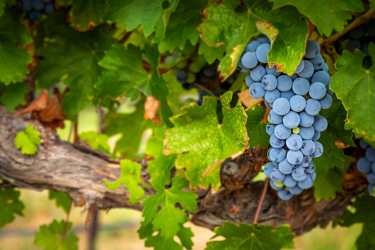 principales appellations vins Bourgogne